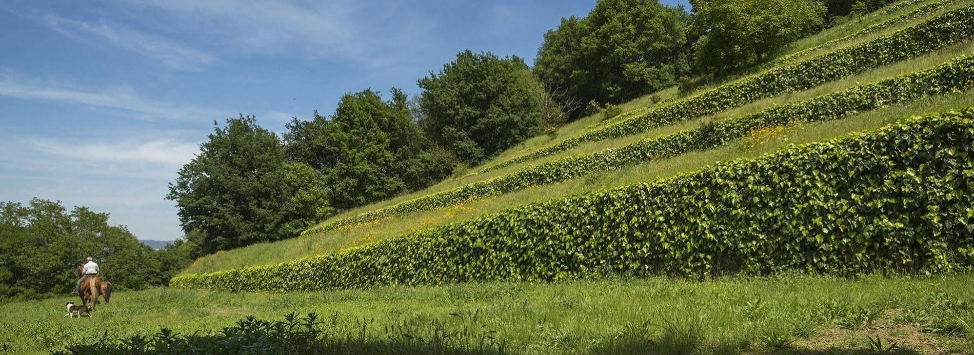 ヴォウゼーラ Quinta Do Fonteloヴィラ エクステリア 写真
